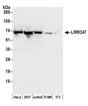LRRC47 Antibody