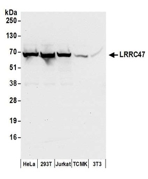 Rabbit anti-LRRC47 Antibody