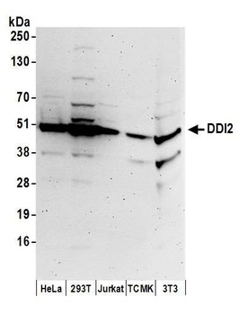 DDI2 Antibody