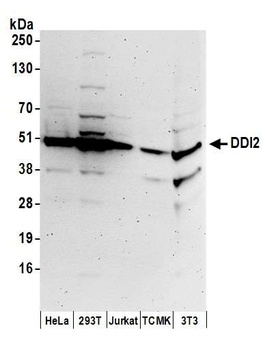 Rabbit anti-DDI2 Antibody