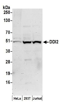 Rabbit anti-DDI2 Antibody