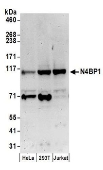 N4BP1 Antibody