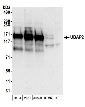 UBAP2 Antibody