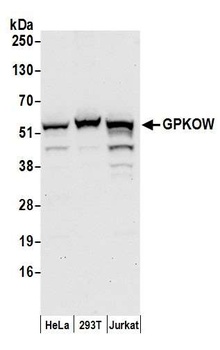 Rabbit anti-GPKOW Antibody