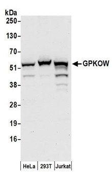 GPKOW Antibody