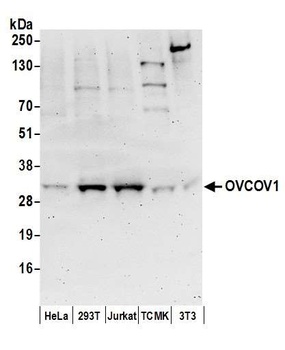 OVCOV1 Antibody