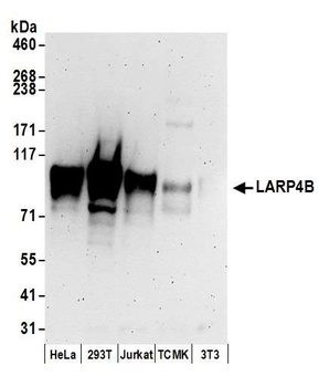 LARP4B Antibody