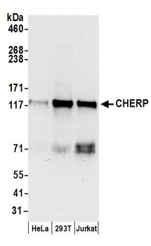 Rabbit anti-CHERP Antibody