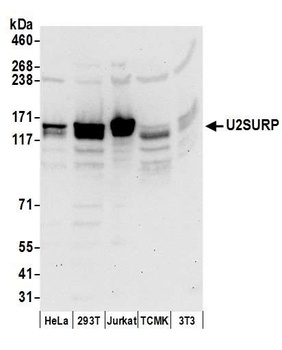 Rabbit anti-U2SURP Antibody