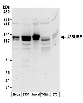 U2SURP Antibody