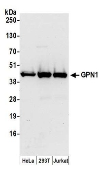 GPN1 Antibody