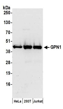 Rabbit anti-GPN1 Antibody