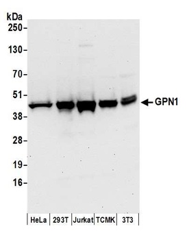 Rabbit anti-GPN1 Antibody