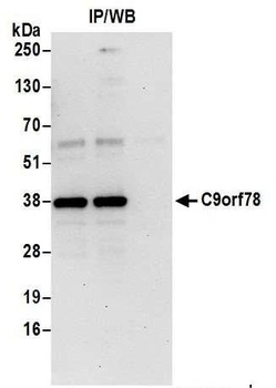Rabbit anti-C9orf78 Antibody