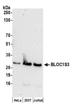 BLOC1S3 Antibody