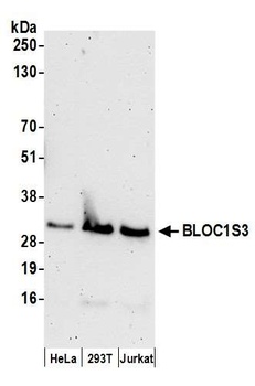 Rabbit anti-BLOC1S3 Antibody