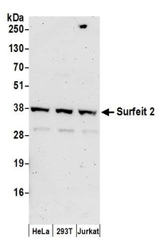 Rabbit anti-Surfeit 2 Antibody
