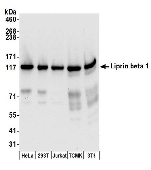 Liprin beta 1 Antibody