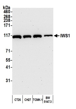 Rabbit anti-IWS1 Antibody