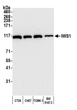 IWS1 Antibody