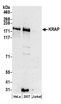 Rabbit anti-KRAP Antibody