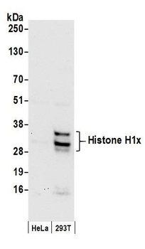 Histone H1x Antibody