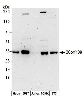 C6orf106 Antibody