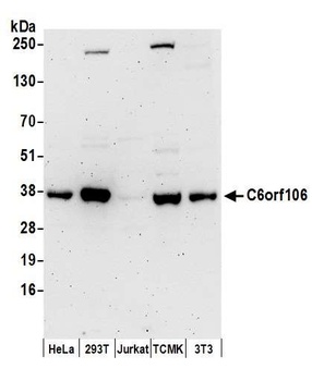 Rabbit anti-C6orf106 Antibody