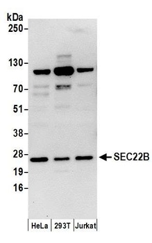 Rabbit anti-SEC22B Antibody