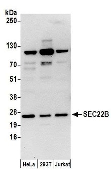 SEC22B Antibody