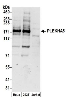 PLEKHA5 Antibody
