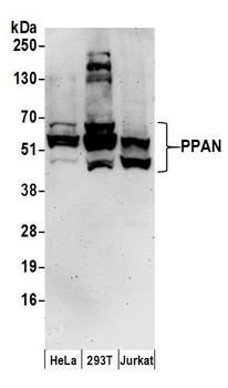 Rabbit anti-PPAN Antibody