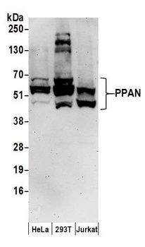 PPAN Antibody