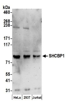 SHCBP1 Antibody