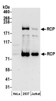 RCP Antibody