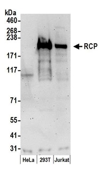 RCP Antibody