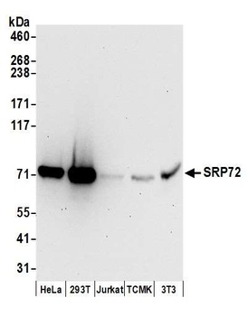Rabbit anti-SRP72 Antibody