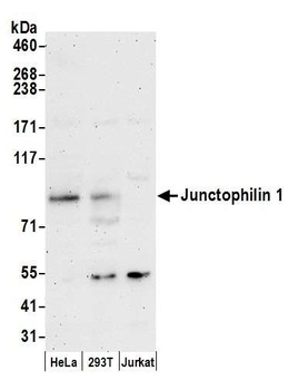 Junctophilin 1 Antibody