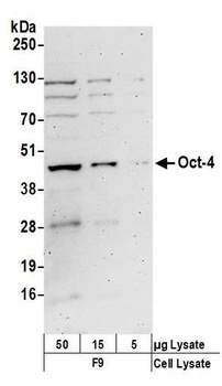 Oct-4 Antibody