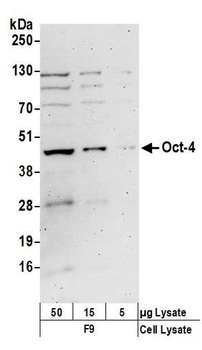 Rabbit anti-Oct-4 Antibody