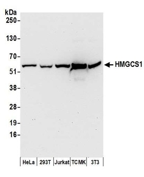 HMGCS1 Antibody