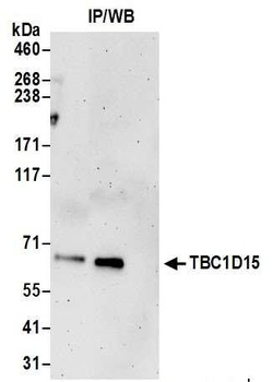 Rabbit anti-TBC1D15 Antibody