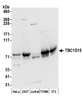 Rabbit anti-TBC1D15 Antibody
