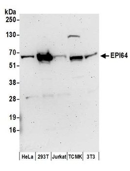 Rabbit anti-EPI64 Antibody