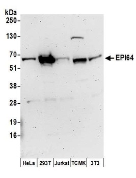 EPI64 Antibody