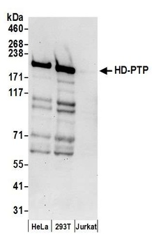HD-PTP Antibody