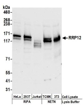 Rabbit anti-RRP12 Antibody
