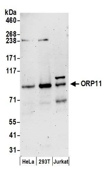 Rabbit anti-ORP11 Antibody