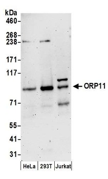 ORP11 Antibody