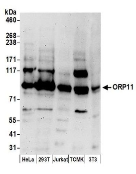 ORP11 Antibody